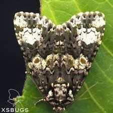 Attēlu rezultāti vaicājumam “Craniophora ligustri”