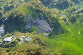 Image result for Chelon ramada