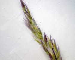 Attēlu rezultāti vaicājumam “Agrostis canina leaf”