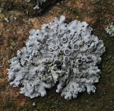 Attēlu rezultāti vaicājumam “Physcia aipolia”