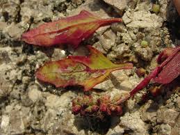 Attēlu rezultāti vaicājumam “Atriplex littoralis fruit”