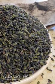 Attēlu rezultāti vaicājumam “Lavandula angustifolia bud”