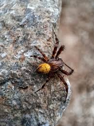 Attēlu rezultāti vaicājumam “Araneus quadratus female”