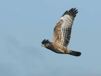 Attēlu rezultāti vaicājumam “Pernis apivorus”