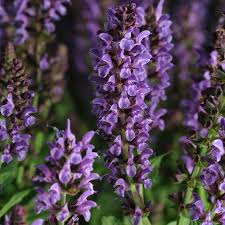 Attēlu rezultāti vaicājumam “Salvia nemorosa leaf”