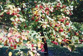 Attēlu rezultāti vaicājumam “Crataegus macracantha fruit”