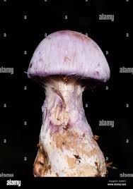 Attēlu rezultāti vaicājumam “Cortinarius traganus”