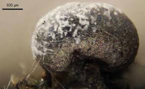 Attēlu rezultāti vaicājumam “Badhamia affinis macro”