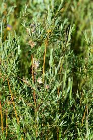 Attēlu rezultāti vaicājumam “Salix repens subsp. rosmarinifolia fruit”