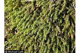 Attēlu rezultāti vaicājumam “Anomodon viticulosus”