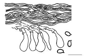 Attēlu rezultāti vaicājumam “Perenniporia medulla-panis”