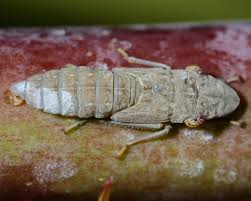 Attēlu rezultāti vaicājumam “Stemonitopsis hyperopta var. landewaldii young”