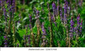 Attēlu rezultāti vaicājumam “Galega orientalis leaf”