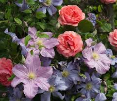 Attēlu rezultāti vaicājumam “Clematis flower”