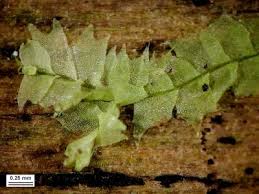 Attēlu rezultāti vaicājumam “Lophocolea”