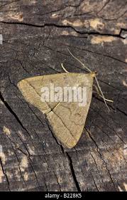 Attēlu rezultāti vaicājumam “Zanclognatha tarsipennalis”