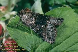 Attēlu rezultāti vaicājumam “Abrostola triplasia”