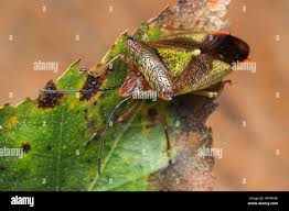 Attēlu rezultāti vaicājumam “Acanthosoma haemorrhoidale imago”