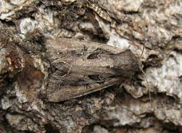 Attēlu rezultāti vaicājumam “Lacanobia suasa”