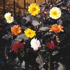 Image result for Dahlia x pinnata `Redskin`