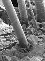 Image result for human hair microscope image