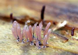 Attēlu rezultāti vaicājumam “Stemonitopsis typhina macro”