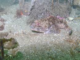 Image result for Myoxocephalus scorpius