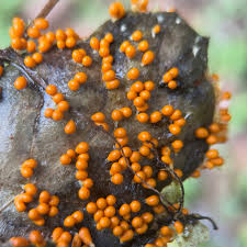 Attēlu rezultāti vaicājumam “Brefeldia maxima spores”