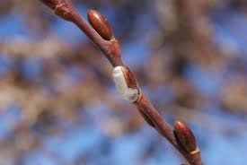 Attēlu rezultāti vaicājumam “Salix caprea bud”