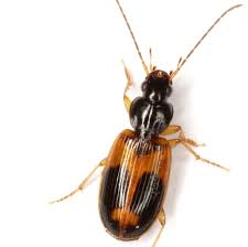 Attēlu rezultāti vaicājumam “Badister bullatus”