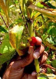 Attēlu rezultāti vaicājumam “Polygonatum verticillatum fruit”