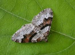 Attēlu rezultāti vaicājumam “Xanthorhoe designata”