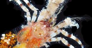 Attēlu rezultāti vaicājumam “Diderma crustaceum macro”