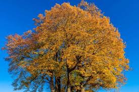 Attēlu rezultāti vaicājumam “Tilia platyphyllos subsp. cordifolia”