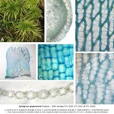 Attēlu rezultāti vaicājumam “Sphagnum girgensohnii”