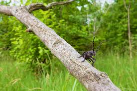 Attēlu rezultāti vaicājumam “Lamia textor”