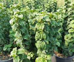 Attēlu rezultāti vaicājumam “Cornus alba”