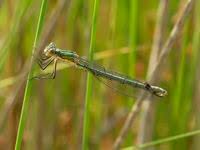 Attēlu rezultāti vaicājumam “Lestes dryas”
