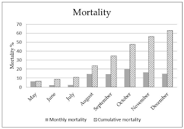 Image result for Huso brevirostrum