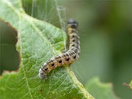 Attēlu rezultāti vaicājumam “Yponomeuta evonymella”
