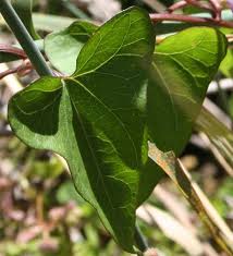 Attēlu rezultāti vaicājumam “Calystegia sepium leaf”