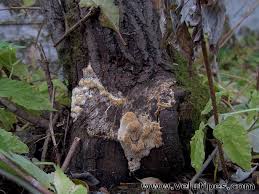 Attēlu rezultāti vaicājumam “Antrodia albida”