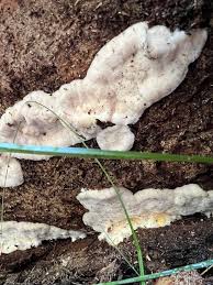 Attēlu rezultāti vaicājumam “Skeletocutis odora”