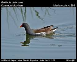 Attēlu rezultāti vaicājumam “Gallinula chloropus adult”
