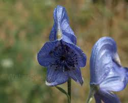 Image result for Aconitum napellus