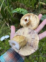 Attēlu rezultāti vaicājumam “Lactarius repraesentaneus”