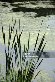 Attēlu rezultāti vaicājumam “Typhaceae”