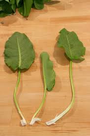 Attēlu rezultāti vaicājumam “Rumex crispus leaf”