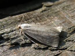 Attēlu rezultāti vaicājumam “Calamotropha paludella”