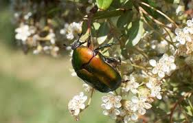 Attēlu rezultāti vaicājumam “Potosia cuprea imago”